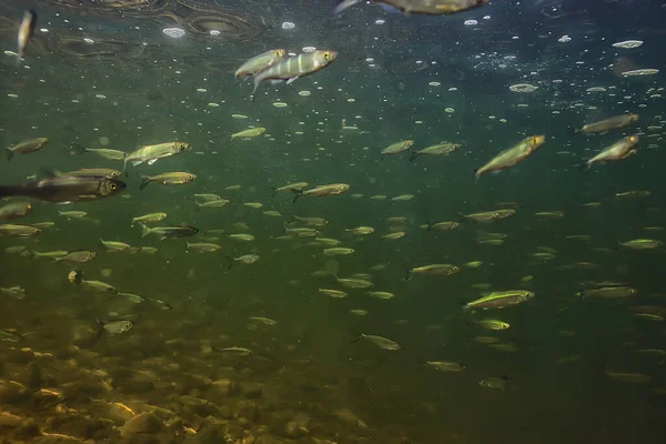 Flock Small Fish Underwater Freshwater Bleak Fish Anchovy Seascape — Stock Photo, Image