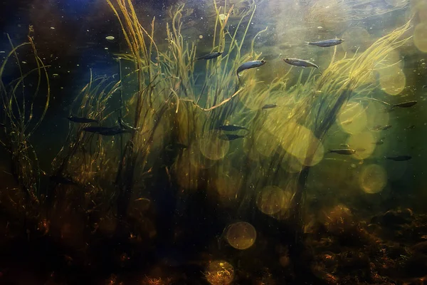 Skola Fisk Sötvatten Akvarium Bakgrund Ekologi Fisk Vatten — Stockfoto