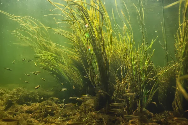 Πράσινα Φύκια Υποβρύχια Στο Ποτάμιο Τοπίο Riverscape Οικολογία Φύση — Φωτογραφία Αρχείου