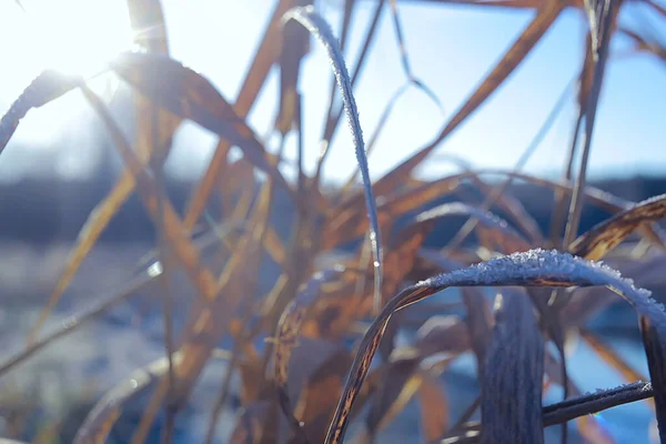 风景河流冬季景观水雪林 — 图库照片