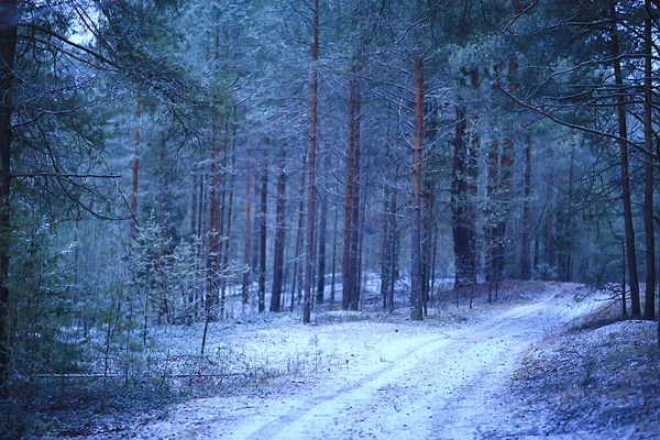 Sera Nel Paesaggio Forestale Invernale Vista Alberi Scuri Mistico — Foto Stock