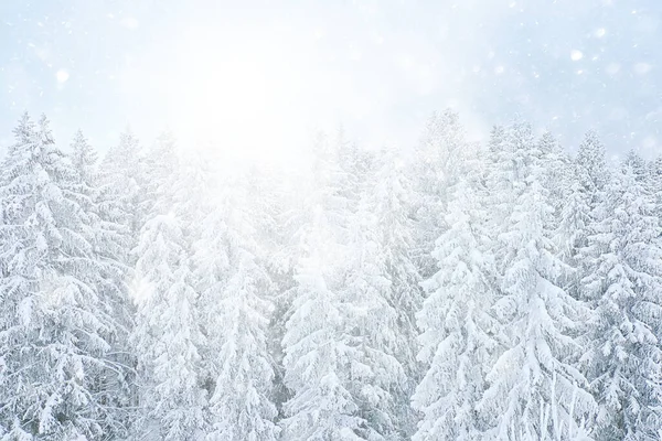 Bäume Wald Frost Von Oben Ansicht Hintergrund Abstrakt Drohne Ansicht — Stockfoto