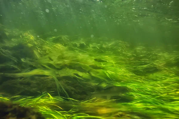 川の風景の中にある緑藻生態系です — ストック写真