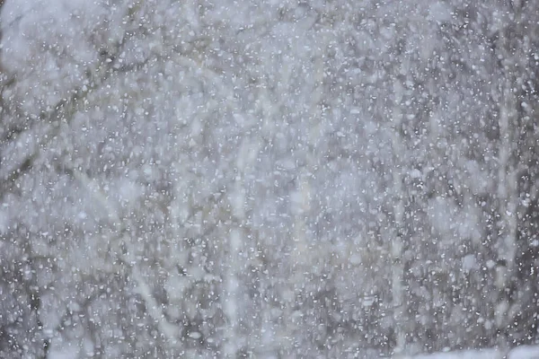 参考译文 冬天的圣诞季节雪覆盖着降雪的背景 — 图库照片