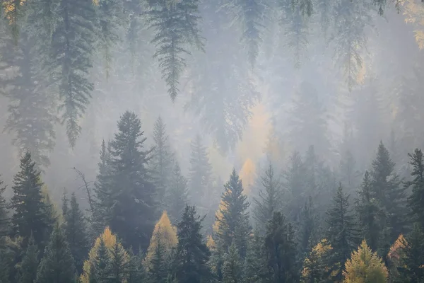삼림을 뒤덮고 나무들은 안개를 — 스톡 사진