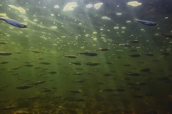 水中の小さな魚の群れ淡水の荒涼とした魚のカタクチイワシの海 — ストック写真