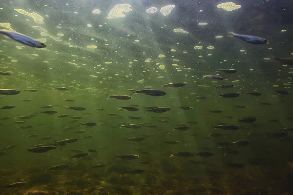 Bando Peixes Pequenos Subaquáticos Peixes Água Doce Sombrios Anchova Paisagem — Fotografia de Stock