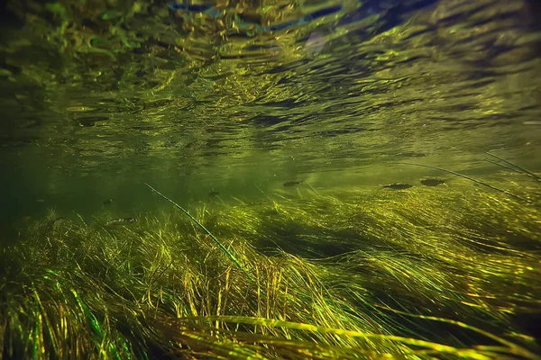 Green Algae Underwater River Landscape Riverscape Ecology Nature — Stock Photo, Image