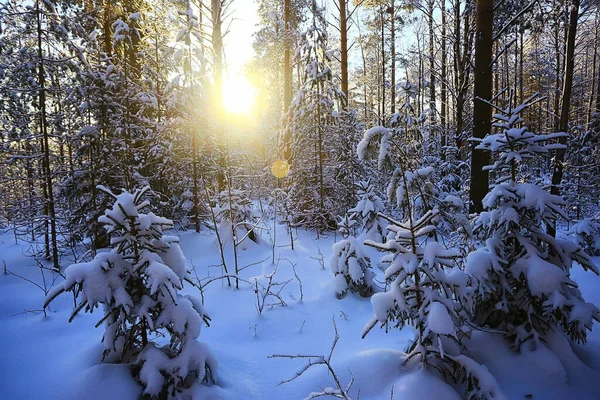Солнечный Вид Зимнем Лесу Солнечный Пейзаж Природы — стоковое фото