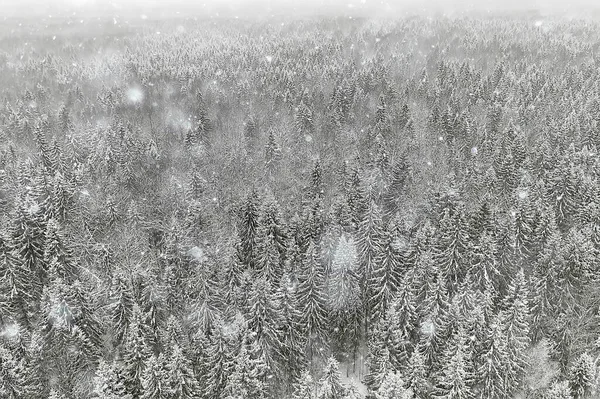 Trees Forest Frost Top View Background Abstract Drone View Nature — Stock Photo, Image