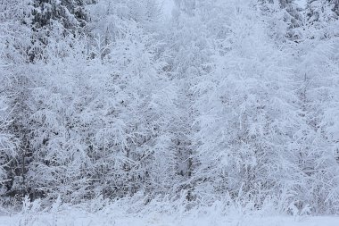 Kış manzarası ağaçları kırağı kaplamış.