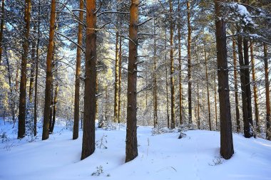 Kış ormanlarında güneşli manzara, güneş manzarası.