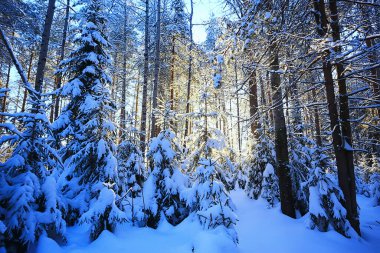 Kış ormanlarında yılbaşı ağacı