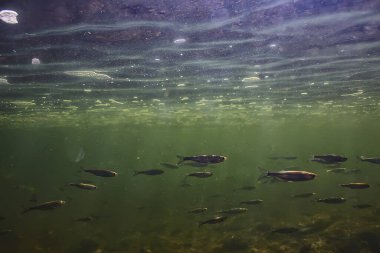 Suyun altında küçük balık sürüsü, tatlı su kasvetli balık ançüezli deniz manzarası