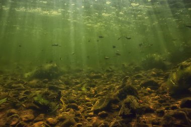 Suyun altında balık sürüsü, soyut arka plan deniz doğası deniz ekosistemi