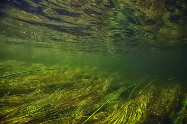 Nehir manzarasında yeşil yosunlar, nehir manzarası, ekoloji doğası.