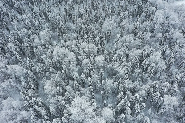 Stromy Les Mráz Vrchol Pohled Pozadí Abstraktní Drone Pohled Příroda — Stock fotografie