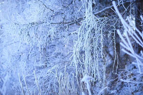 Branches Covered Frost Background Abstract Winter December View — Stock Photo, Image
