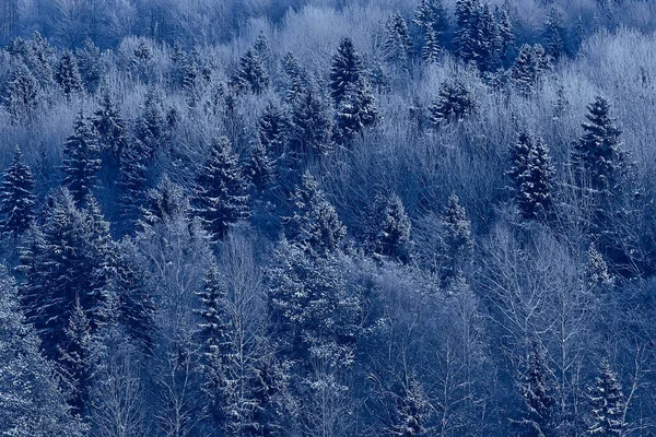 Sapins Hiver Dans Paysage Forestier Avec Neige Couverte Décembre — Photo