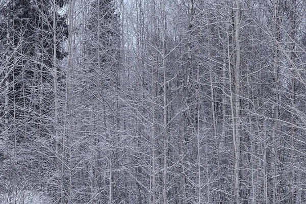 Kış Manzarası Ağaçları Kırağı Kaplamış — Stok fotoğraf