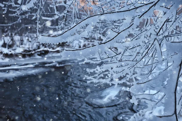 Ветки Покрытые Морозным Фоном — стоковое фото