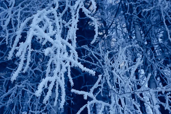 Zweige Mit Frost Hintergrund Abstrakt Winter Dezember Ansicht Bedeckt — Stockfoto