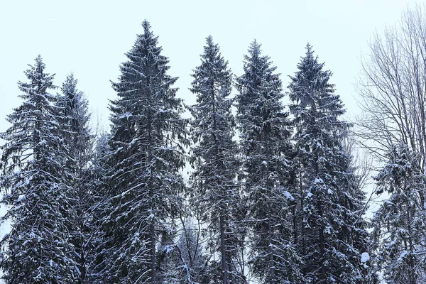 Κωνοφόρα Δάση Καλυμμένα Φόντο Τον Παγετό Χειμερινό Τοπίο Χιονόδεντρα — Φωτογραφία Αρχείου