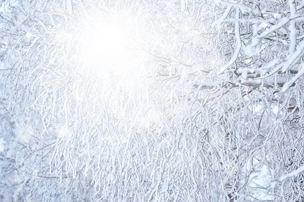 Зимовий Фон Снігопади Дерева Абстрактні Розмиті Білі — стокове фото
