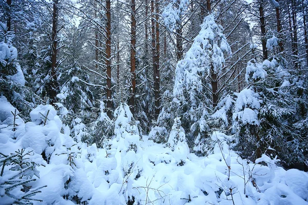 冬の森のクリスマスツリークリスマスの風景 — ストック写真
