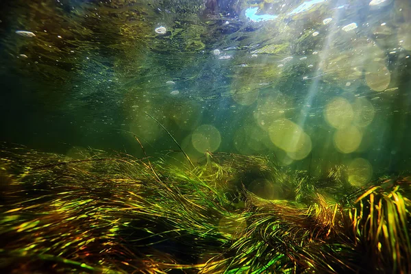 Grünalgen Unter Wasser Der Flusslandschaft Flusslandschaft Ökologie Natur — Stockfoto