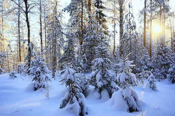 Zonnig Uitzicht Winterbos Zonneterras Natuur — Stockfoto