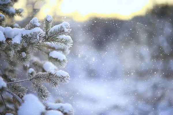 Kerstboom Het Winterbos Kerstlandschap — Stockfoto