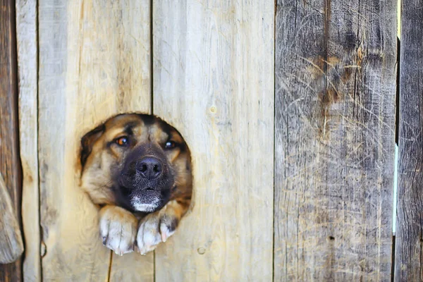 Сторожевая Собака Собачьем Домике Фон Безопасности — стоковое фото