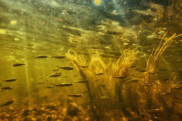 Ψάρια Υποβρύχια Κοπάδια Αφηρημένο Υπόβαθρο Φύση Θάλασσα Ωκεάνιο Οικοσύστημα — Φωτογραφία Αρχείου