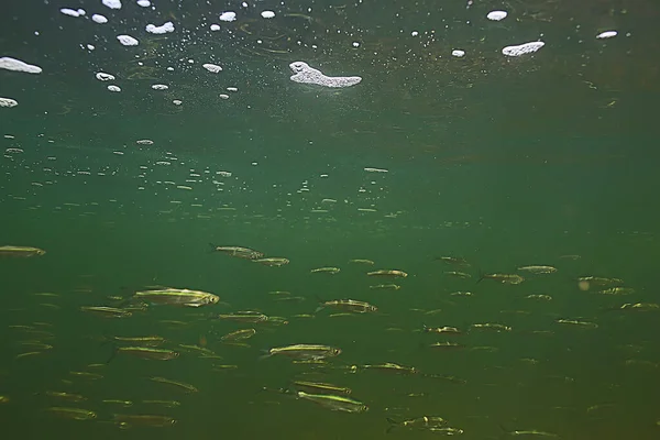 Stado Małych Ryb Podwodnych Słodkowodny Ponury Morski Krajobraz Ryb Sardeli — Zdjęcie stockowe