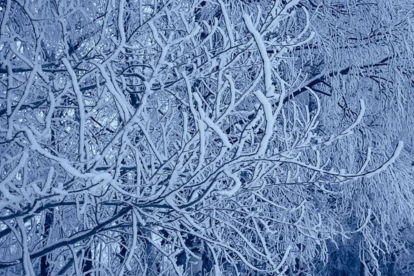 Branches Covered Frost Background Abstract Winter December View — Stock Photo, Image