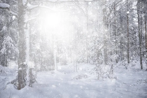 Inverno Fundo Neve Queda Árvores Abstrato Borrado Branco — Fotografia de Stock