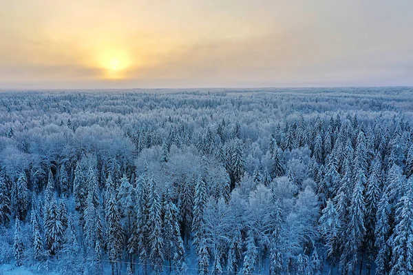 Δέντρα Παγετός Δάσος Top View Background Αφηρημένο Drone View Φύση — Φωτογραφία Αρχείου