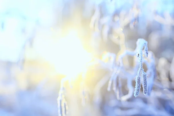 Winterlandschap Bomen Bedekt Met Rietvorst — Stockfoto