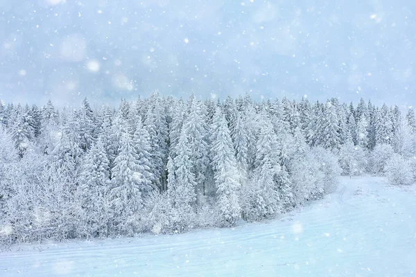 Bäume Wald Frost Von Oben Ansicht Hintergrund Abstrakt Drohne Ansicht — Stockfoto