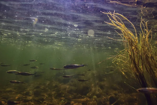 Школа Рибного Прісноводного Акваріума Фонова Екологія Риби Під Водою — стокове фото