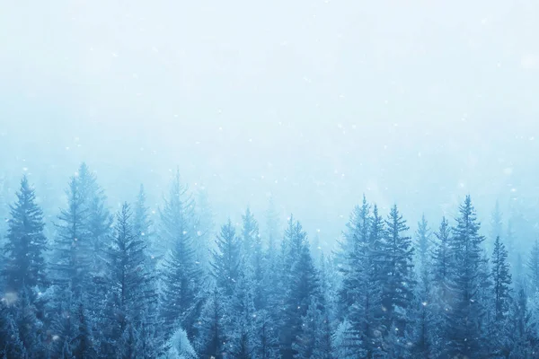 Coniferous Forest Covered Hoarfrost Background Winter Landscape Snow Trees — Stock Photo, Image