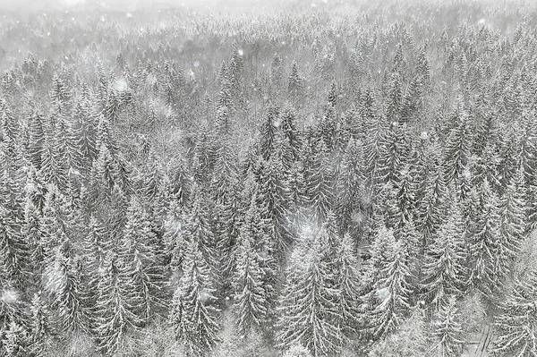 Drzewa Las Mróz Góra Widok Tło Abstrakcyjny Dron Widok Natura — Zdjęcie stockowe
