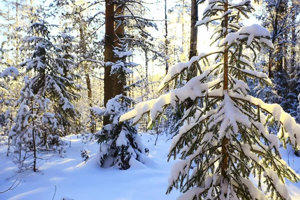 Julgran Vinterskogen Jul Landskap — Stockfoto