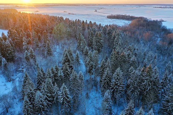 Árvores Floresta Geada Vista Superior Fundo Abstrato Drone Vista Natureza — Fotografia de Stock