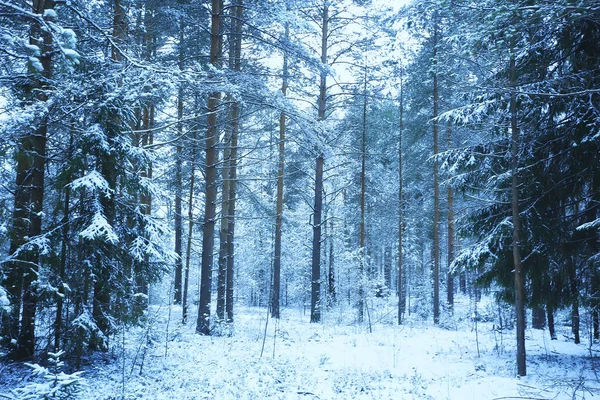 Sapins Hiver Dans Paysage Forestier Avec Neige Couverte Décembre — Photo