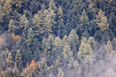 Kozalaklı orman, kışın yağışlı arka planla kaplı kar ağaçları.