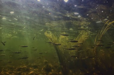 Suyun altında küçük balık sürüsü, tatlı su kasvetli balık ançüezli deniz manzarası