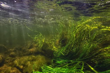 Nehirdeki çok renkli sualtı manzarası, temiz su yosunları, suyun altındaki bitkiler.
