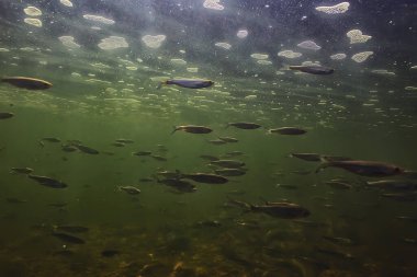 Suyun altında küçük balık sürüsü, tatlı su kasvetli balık ançüezli deniz manzarası